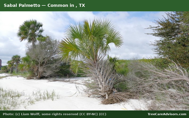 Sabal Palmetto  -  common in , TX
