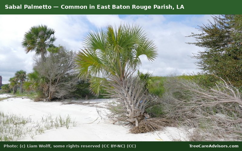 Sabal Palmetto  -  common in East Baton Rouge Parish, LA