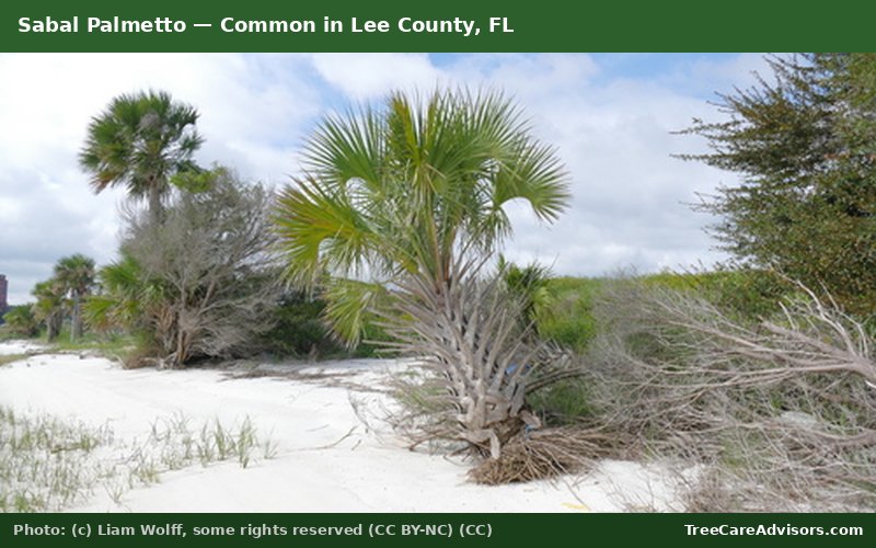 Sabal Palmetto  -  common in Lee County, FL