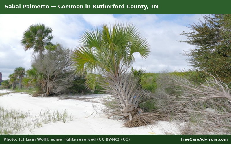 Sabal Palmetto  -  common in Rutherford County, TN