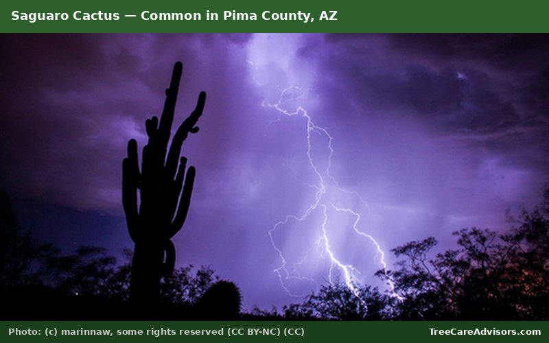 Saguaro Cactus  -  common in Pima County, AZ