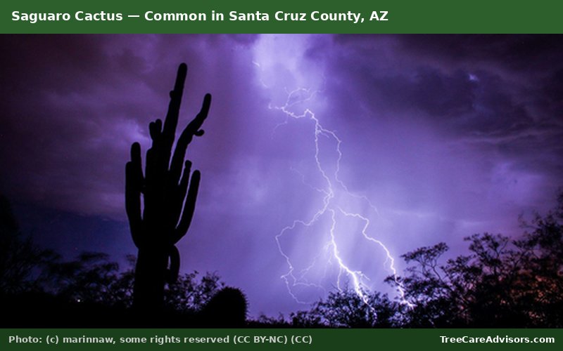 Saguaro Cactus  -  common in Santa Cruz County, AZ