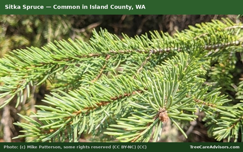 Sitka Spruce  -  common in Island County, WA