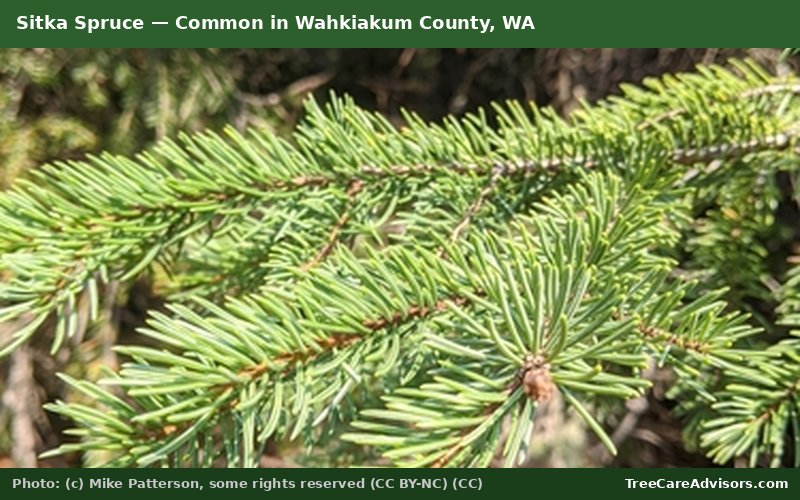 Sitka Spruce  -  common in Wahkiakum County, WA
