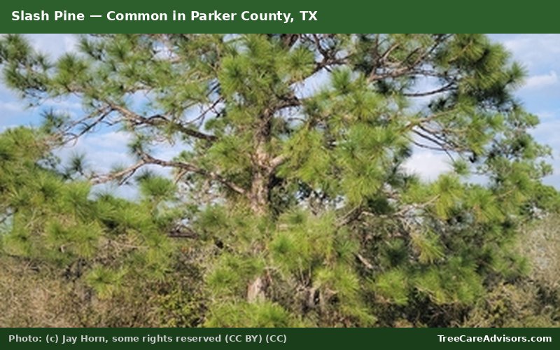 Slash Pine  -  common in Parker County, TX
