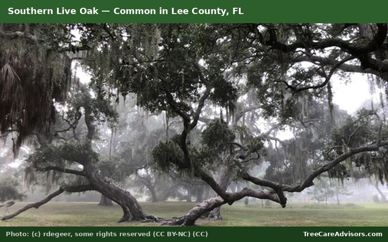 Southern Live Oak  -  common in Lee County, FL