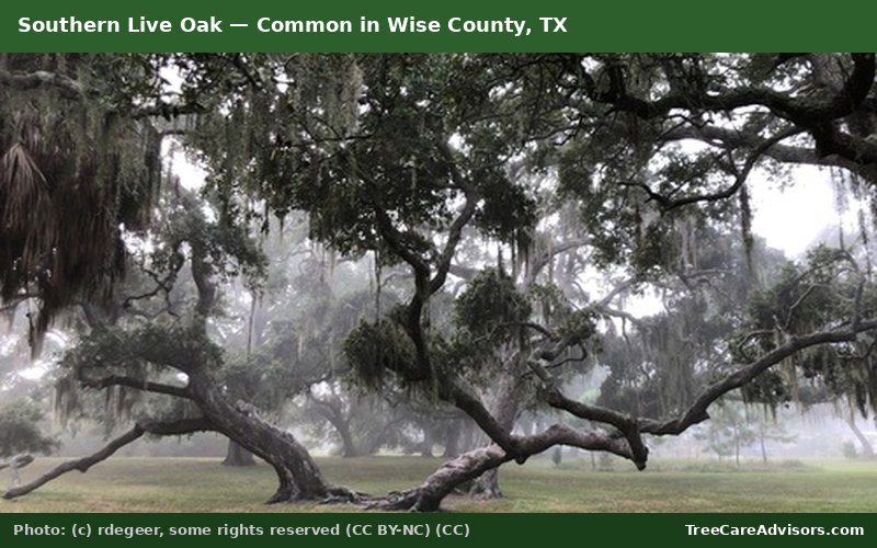 Southern Live Oak  -  common in Wise County, TX