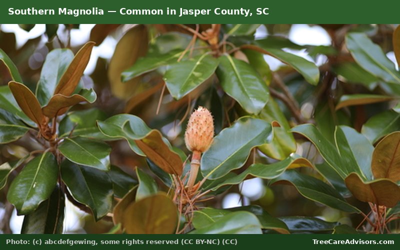 Southern Magnolia  -  common in Jasper County, SC