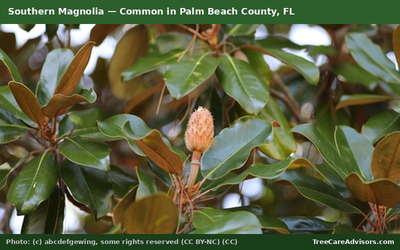 Southern Magnolia  -  common in Palm Beach County, FL