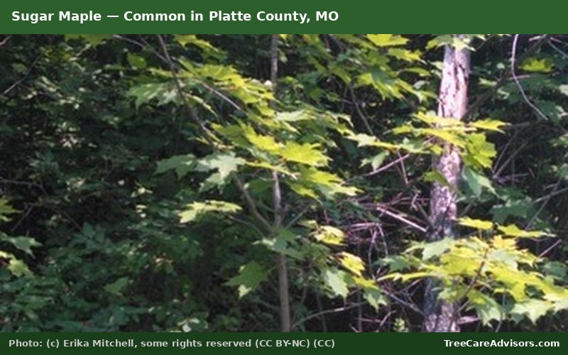 Sugar Maple  -  common in Platte County, MO