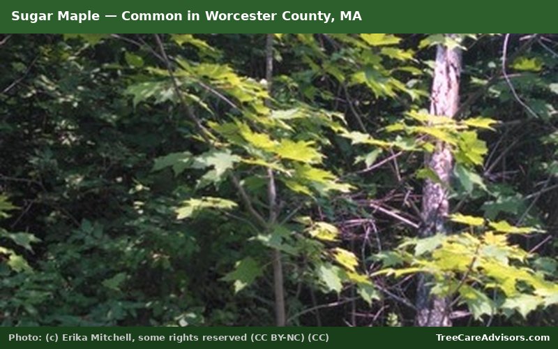 Sugar Maple  -  common in Worcester County, MA