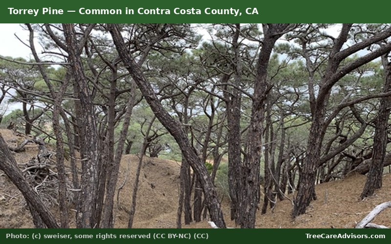 Torrey Pine  -  common in Contra Costa County, CA