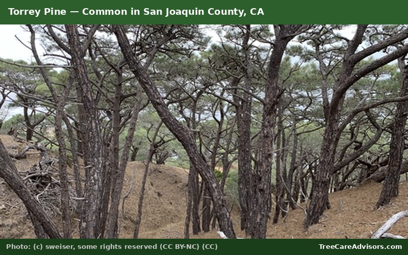 Torrey Pine  -  common in San Joaquin County, CA
