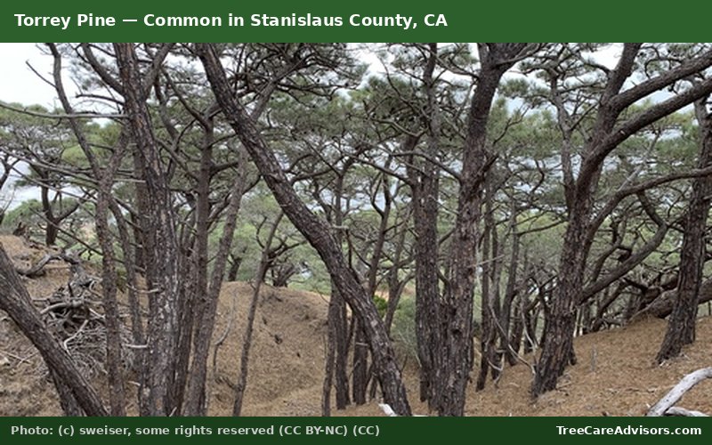 Torrey Pine  -  common in Stanislaus County, CA