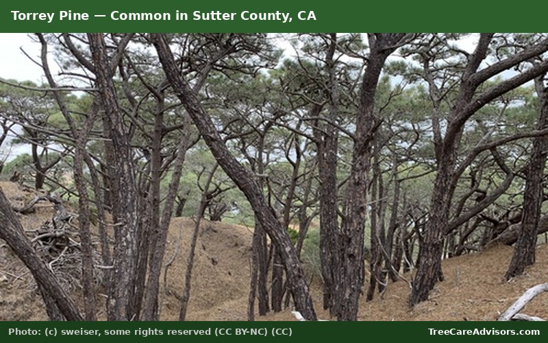 Torrey Pine  -  common in Sutter County, CA