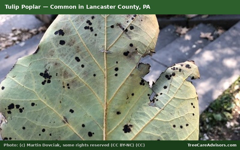 Tulip Poplar  -  common in Lancaster County, PA