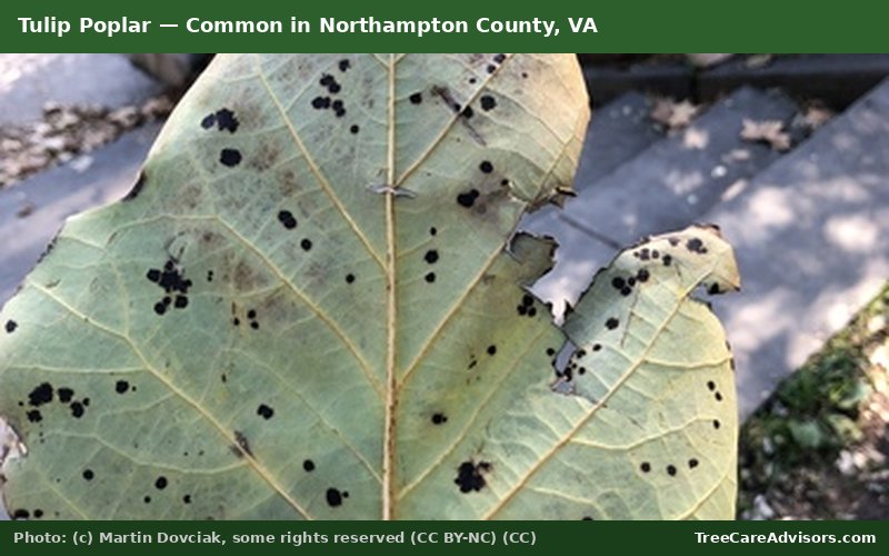 Tulip Poplar  -  common in Northampton County, VA