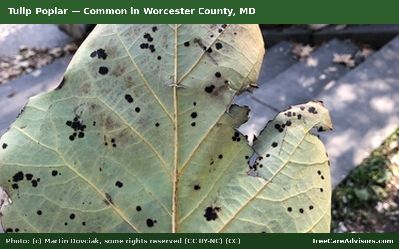 Tulip Poplar  -  common in Worcester County, MD