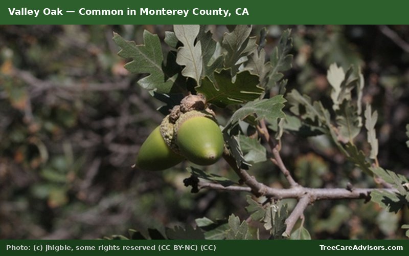 Valley Oak  -  common in Monterey County, CA