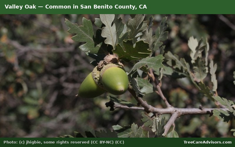 Valley Oak  -  common in San Benito County, CA