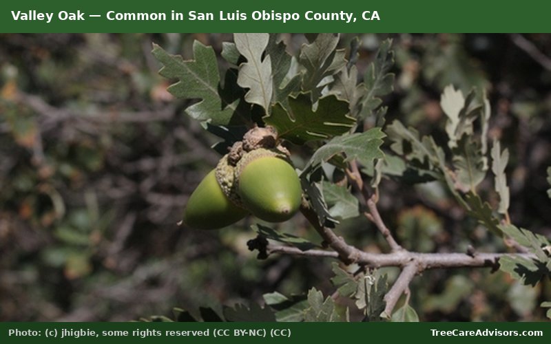 Valley Oak  -  common in San Luis Obispo County, CA