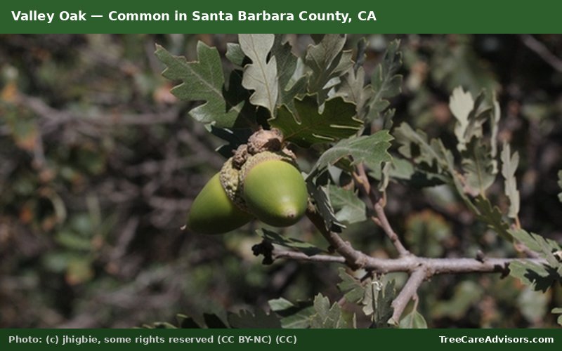 Valley Oak  -  common in Santa Barbara County, CA