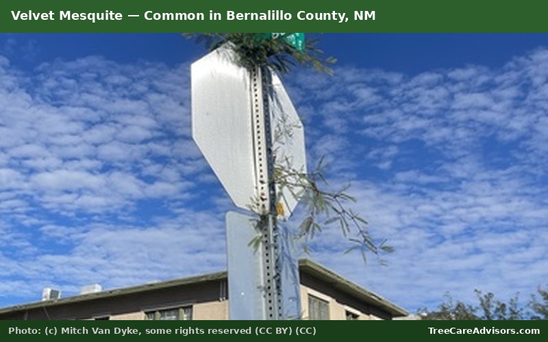 Velvet Mesquite  -  common in Bernalillo County, NM