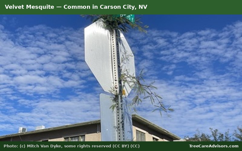 Velvet Mesquite  -  common in Carson City, NV