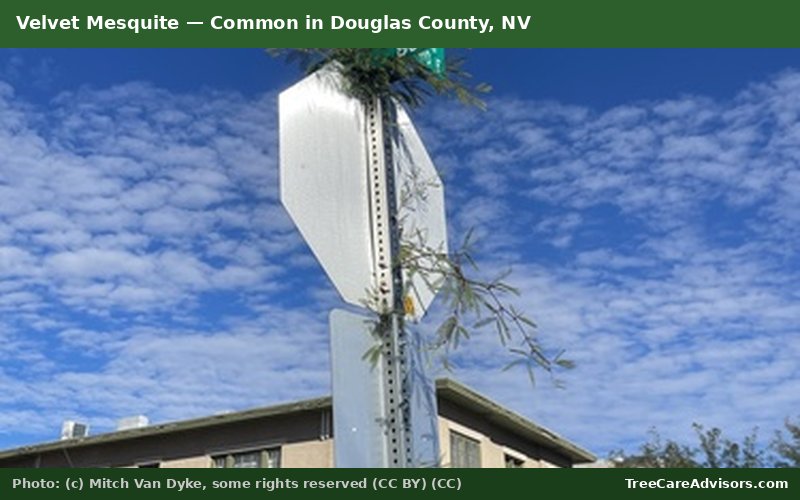 Velvet Mesquite  -  common in Douglas County, NV