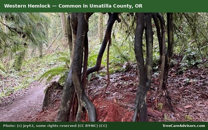 Western Hemlock  -  common in Umatilla County, OR