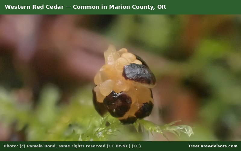 Western Red Cedar  -  common in Marion County, OR