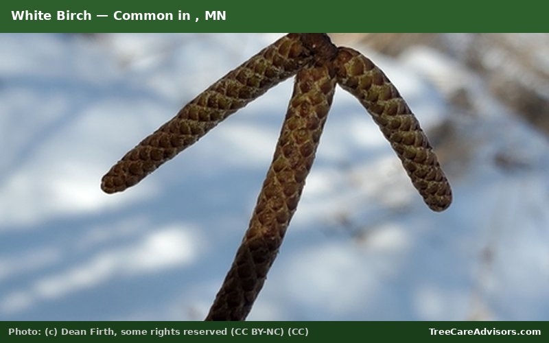 White Birch  -  common in , MN