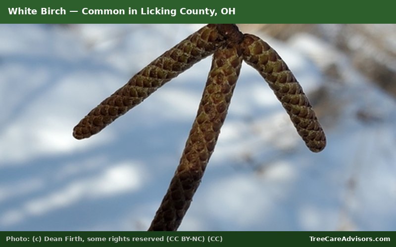 White Birch  -  common in Licking County, OH