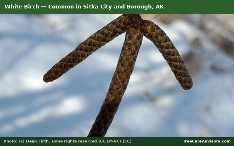White Birch  -  common in Sitka City and Borough, AK