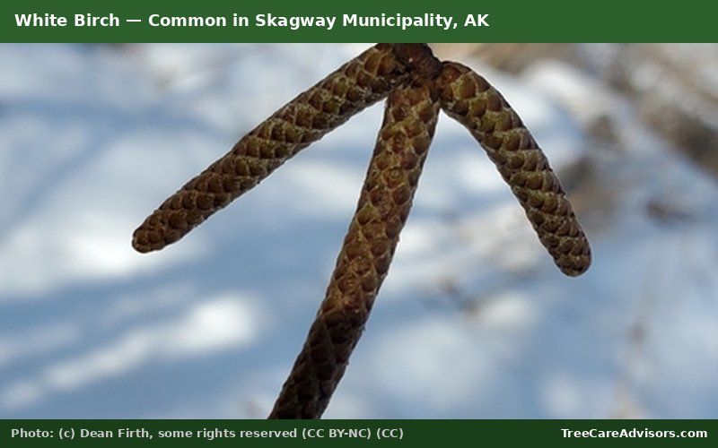 White Birch  -  common in Skagway Municipality, AK