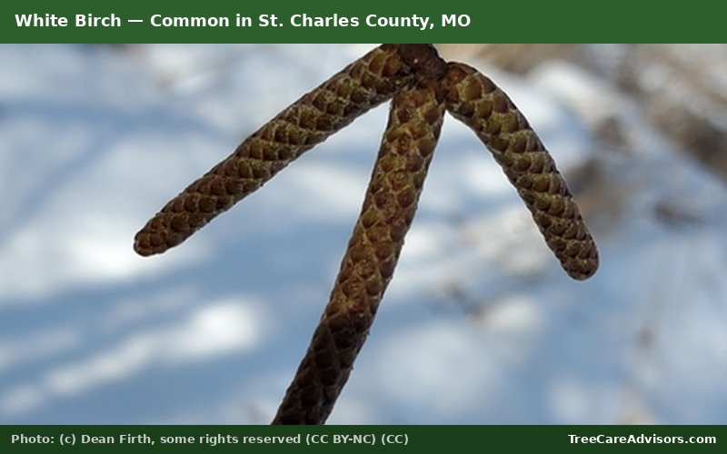 White Birch  -  common in St. Charles County, MO