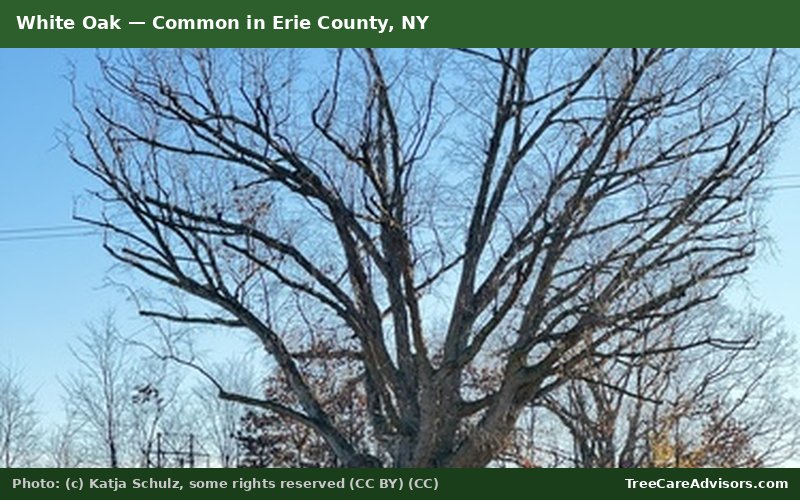 White Oak  -  common in Erie County, NY