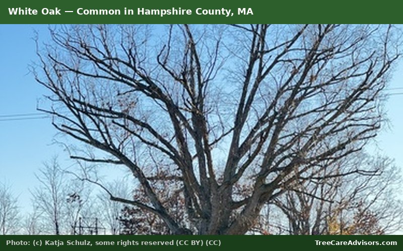 White Oak  -  common in Hampshire County, MA