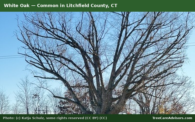White Oak  -  common in Litchfield County, CT