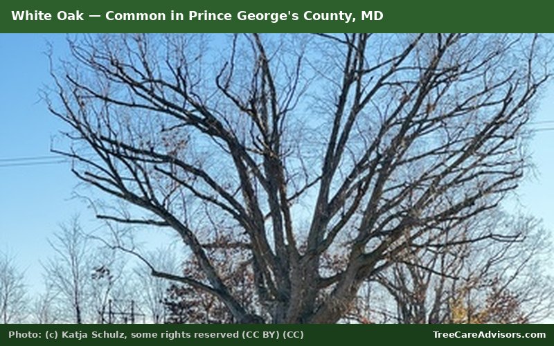 White Oak  -  common in Prince George's County, MD