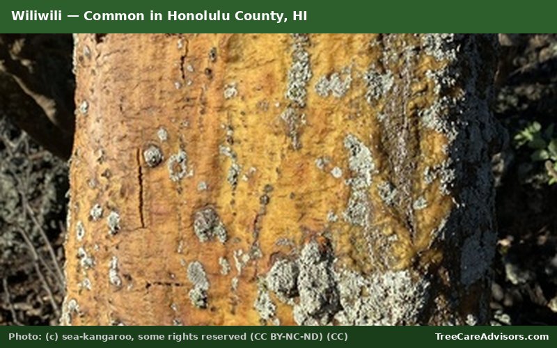 Wiliwili  -  common in Honolulu County, HI