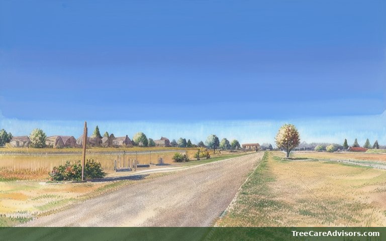 Neighborhood street view in Sandia Heights, NM