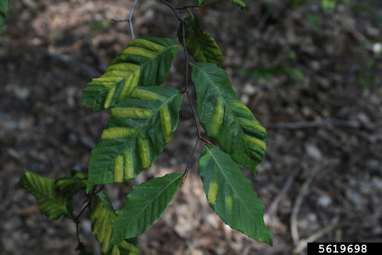 beech leaf disease