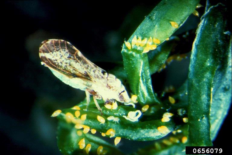citrus pest complex