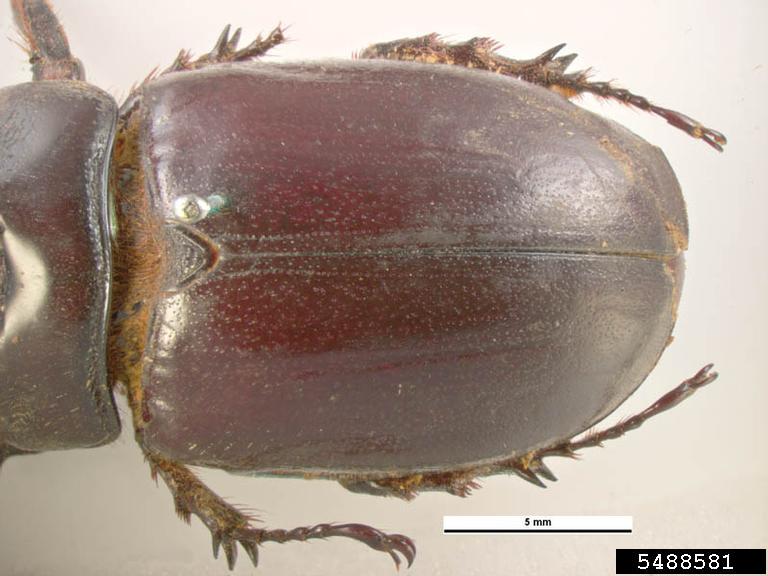 coconut rhinoceros beetle