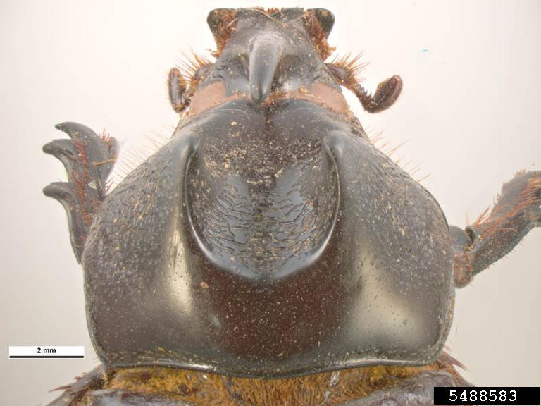 coconut rhinoceros beetle