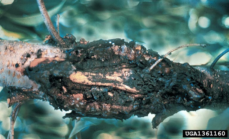 cytospora canker