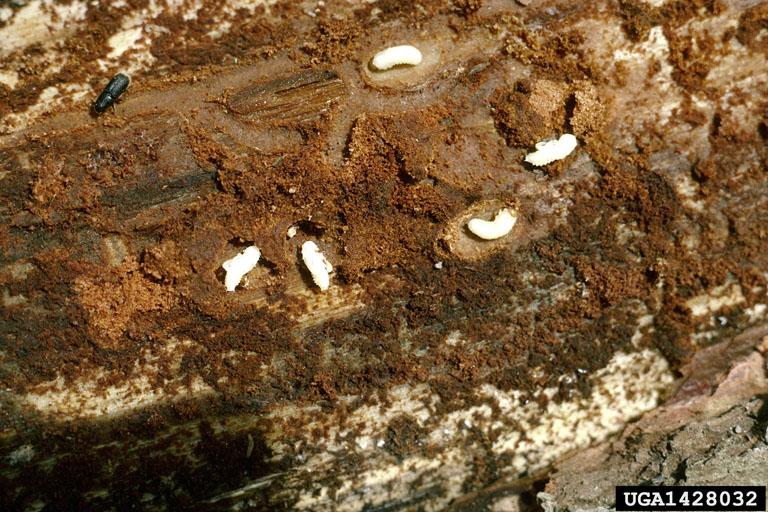 drought bark beetle complex