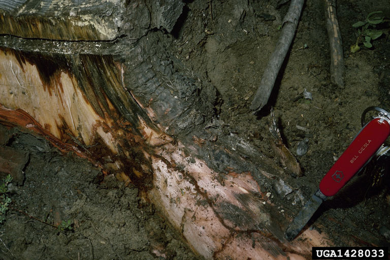 drought bark beetle complex