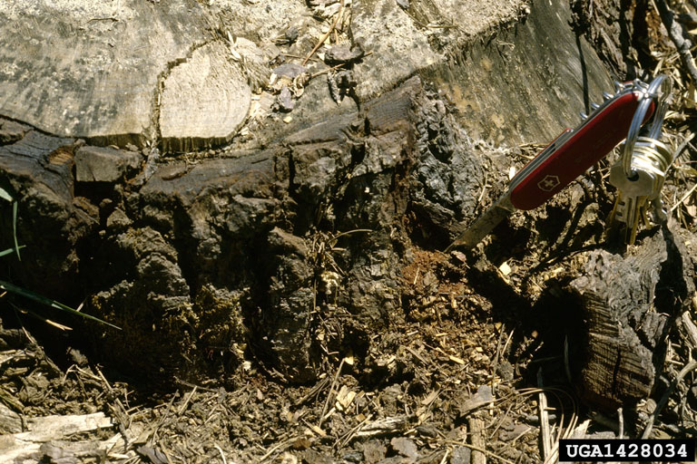 drought bark beetle complex